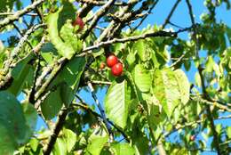 Image of sour cherry