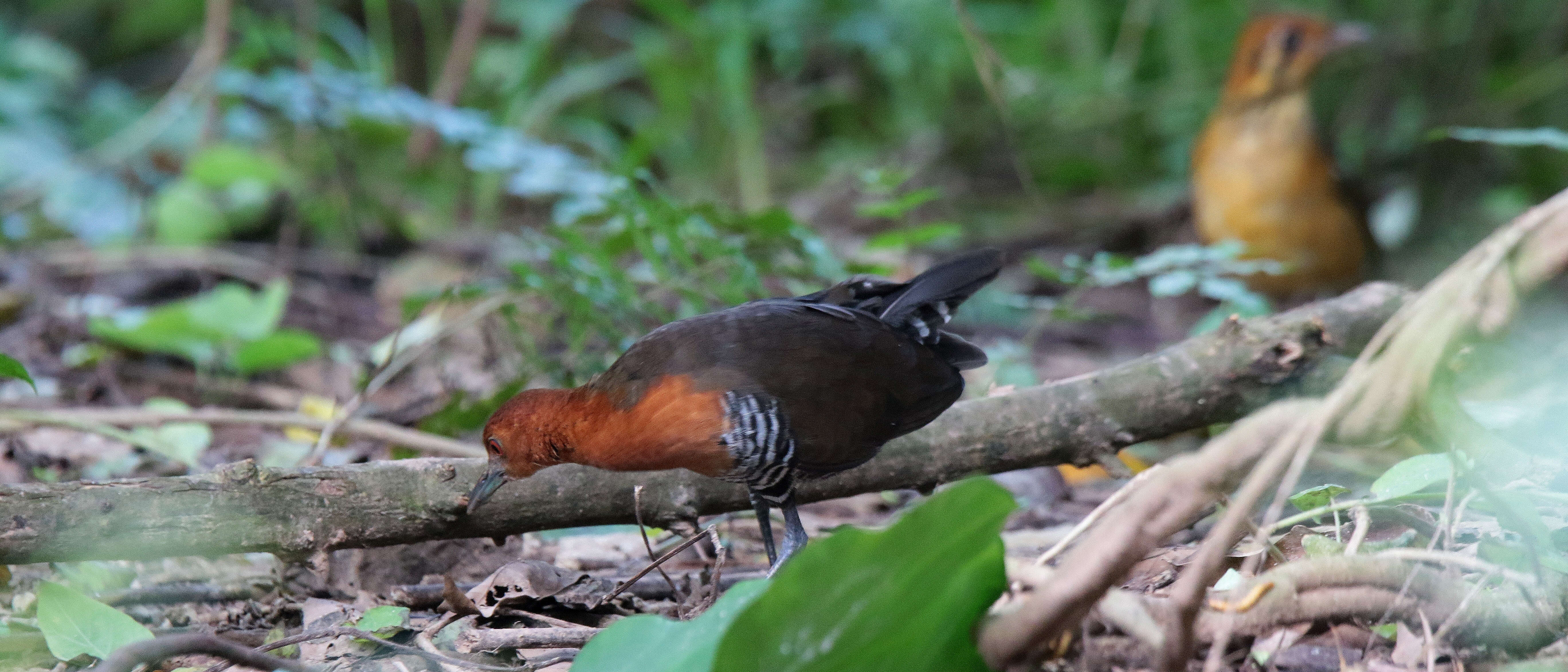 Image de Râle de forêt