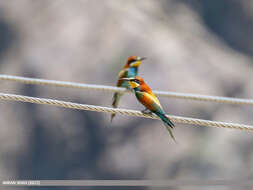 Image of bee-eater, european bee-eater