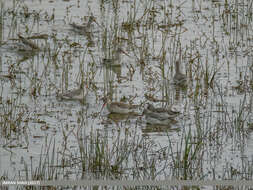 Image of Spotted Redshank