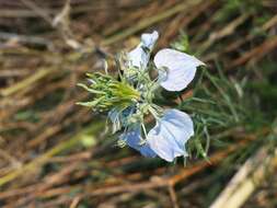 Nigella arvensis L. resmi