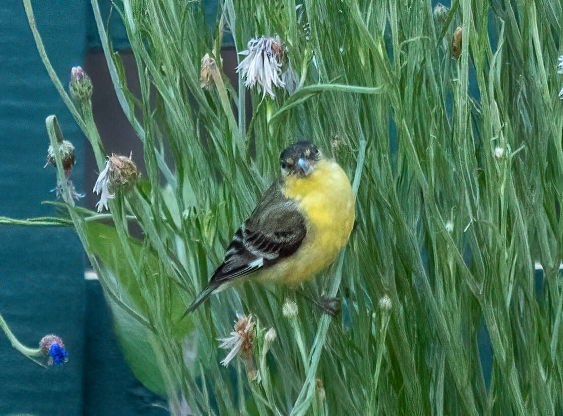 Image of Lesser Goldfinch