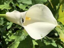 Image of spotted calla lily