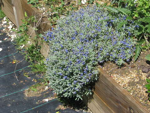 Image of Veronica cinerea Boiss. & Bal.