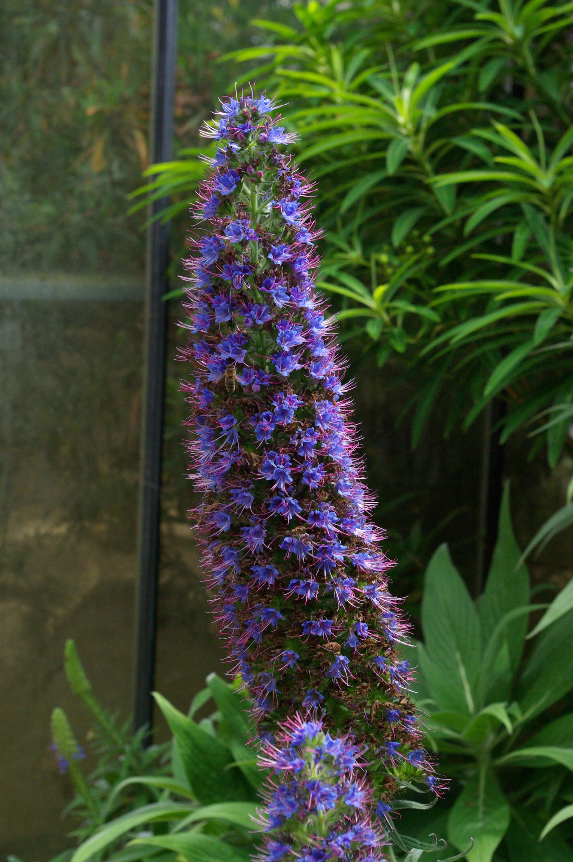 Imagem de Echium candicans L. fil.