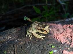 Image of Olive Spiny-chest Frog