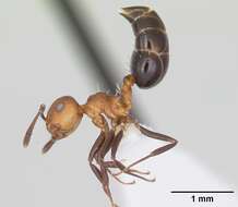 Image of Crematogaster corticicola Mayr 1887