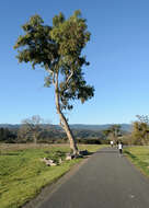 Imagem de Platanus racemosa Nutt. ex Audubon