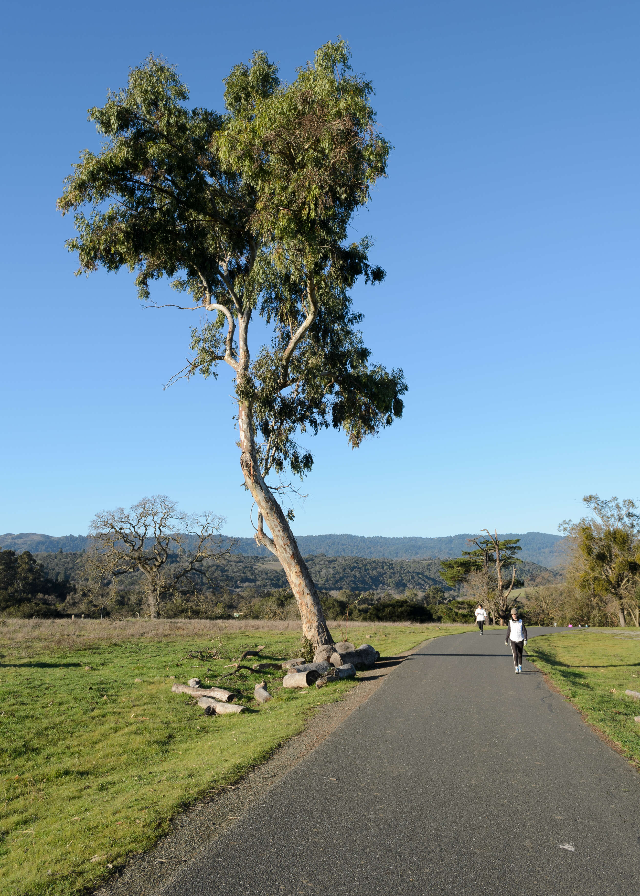 Imagem de Platanus racemosa Nutt. ex Audubon