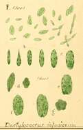 Image of Dactylococcus Nägeli 1849