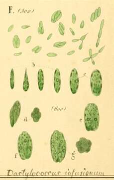 Image de Dactylococcus Nägeli 1849