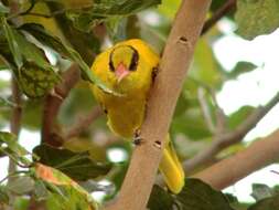 Image of Black-naped Oriole