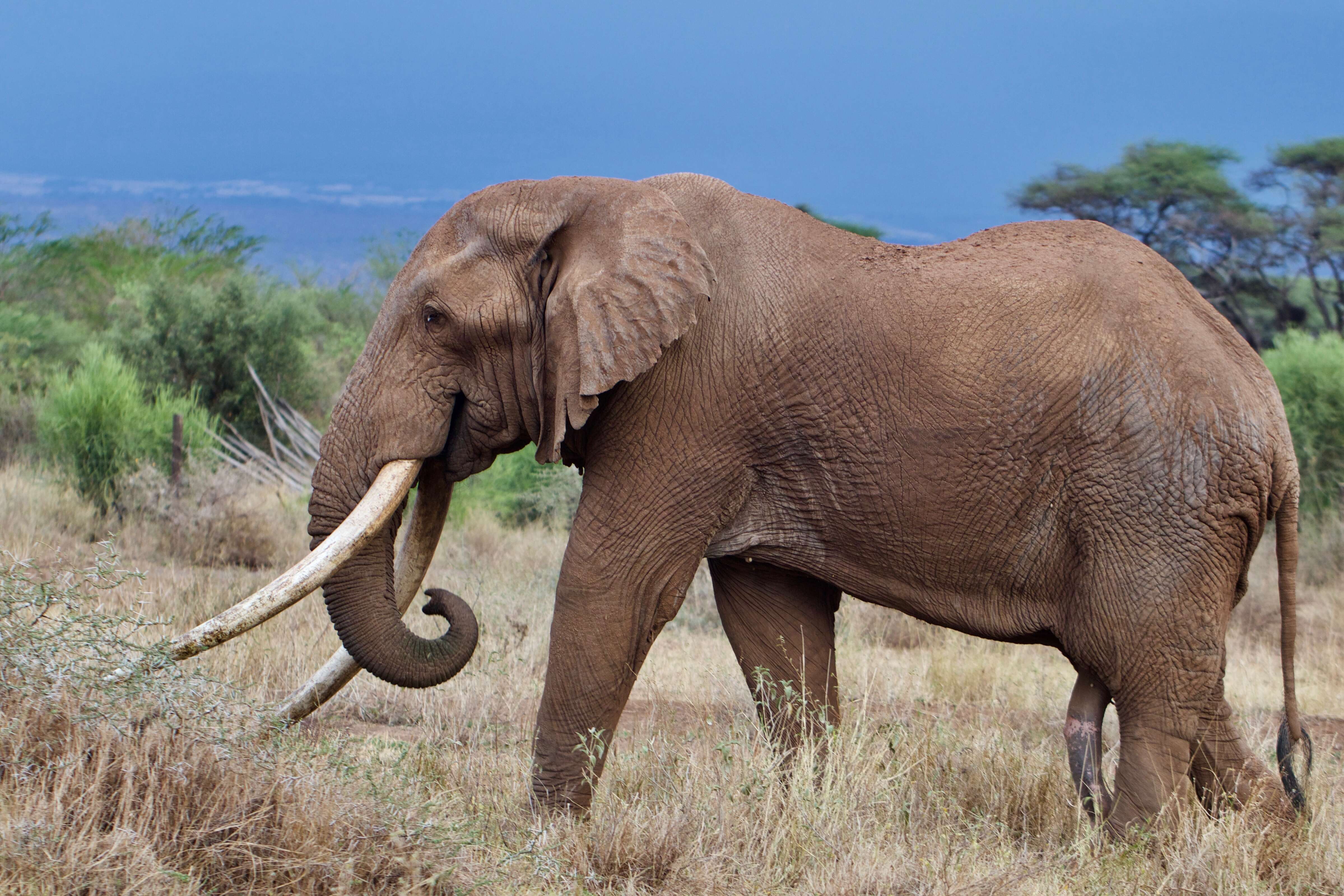 Image of African elephant