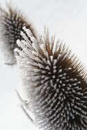 Image of Dipsacus fullonum