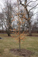 Image of sugar maple