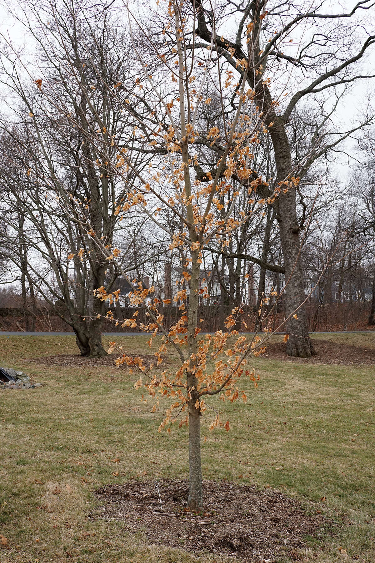 Image of sugar maple