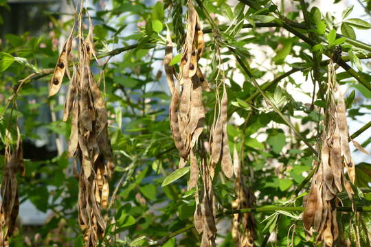 Image of Common Laburnum