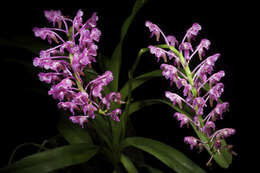 Image of Aerides leeana Rchb. fil.