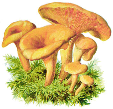 Imagem de Hygrophoropsis aurantiaca (Wulfen) Maire 1921