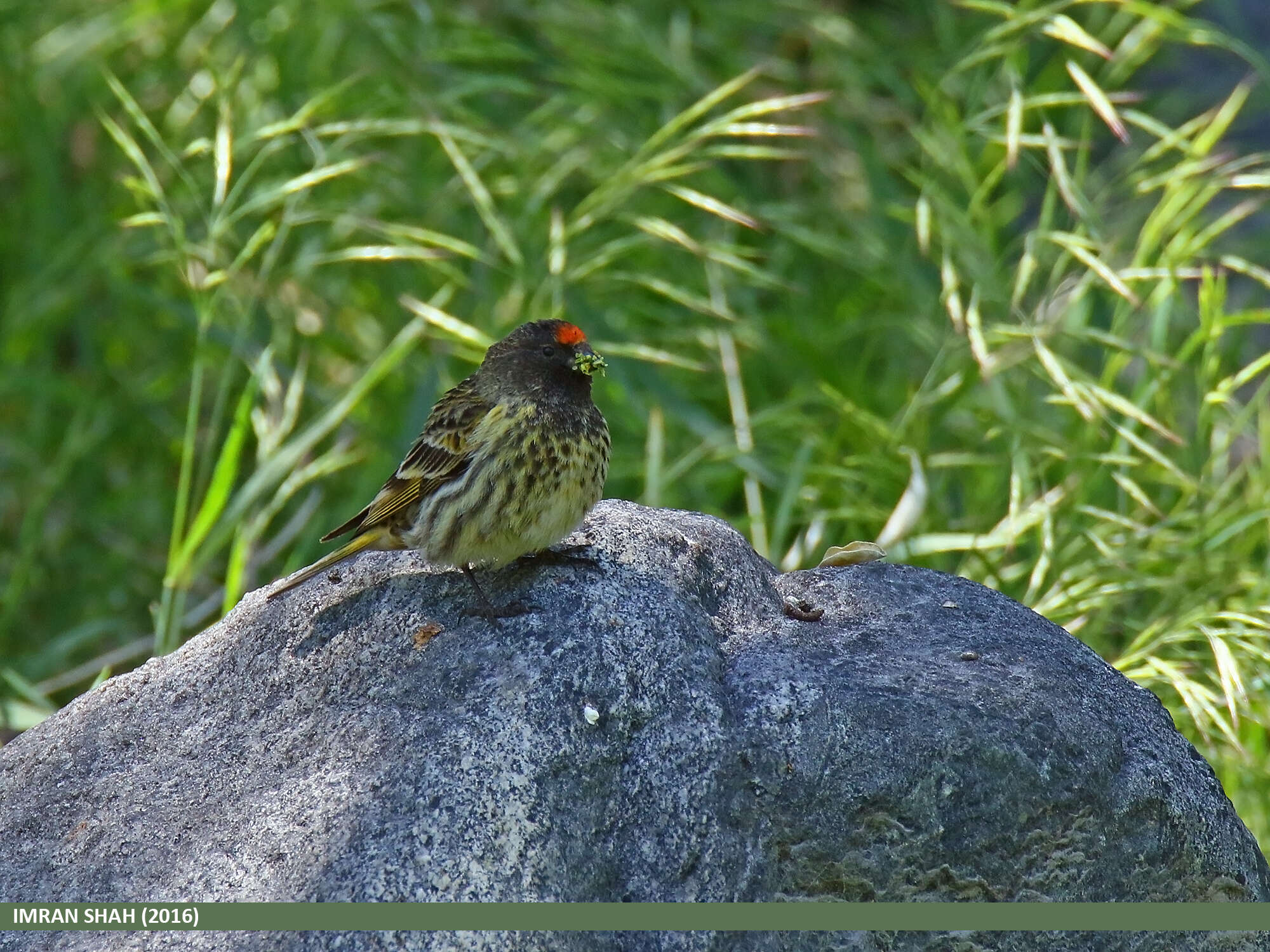 Image of Fire-fronted Serin