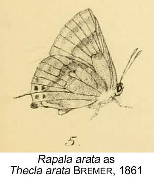 Image of Rapala arata (Bremer 1861)