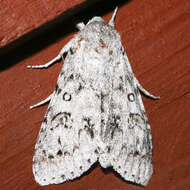 Image of Fingered Dagger Moth