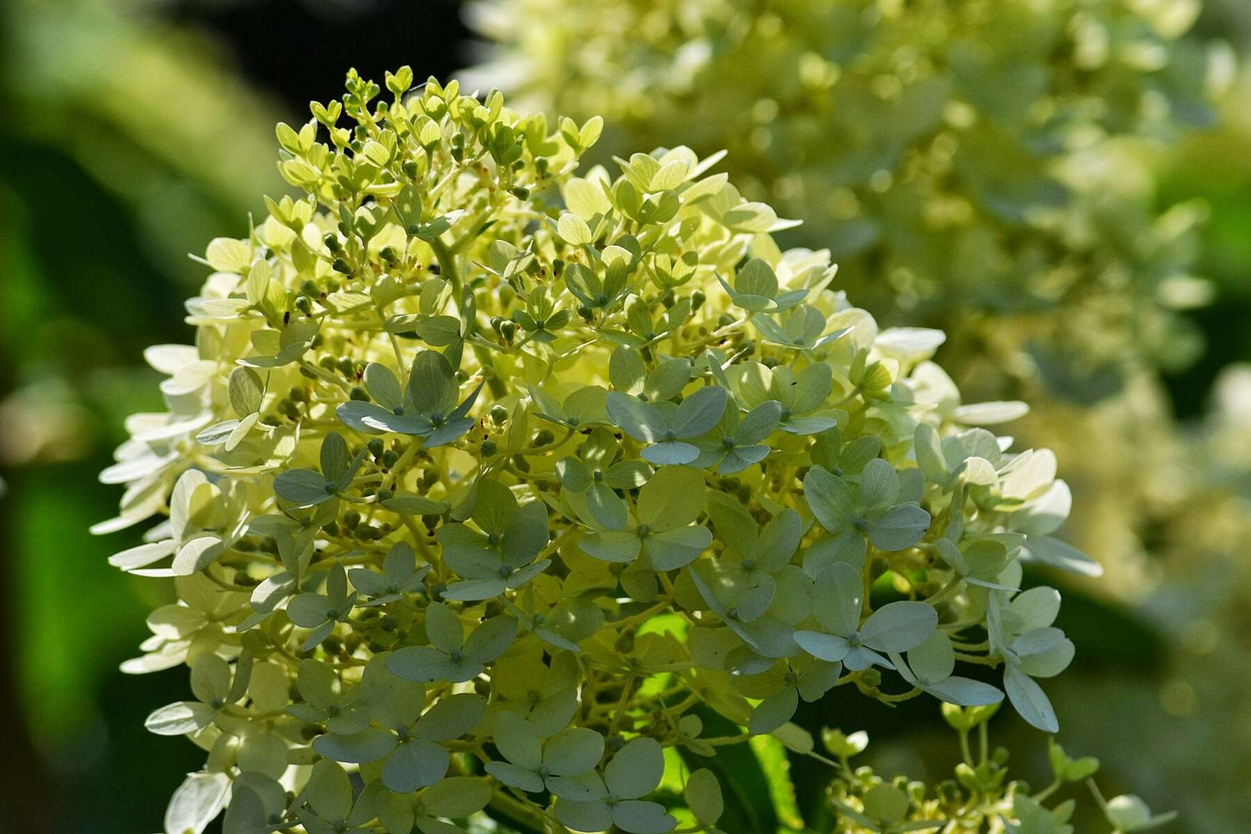 Image of panicled hydrangea