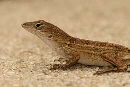 Image of Bahaman brown anole