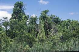 Image of climbing ferns