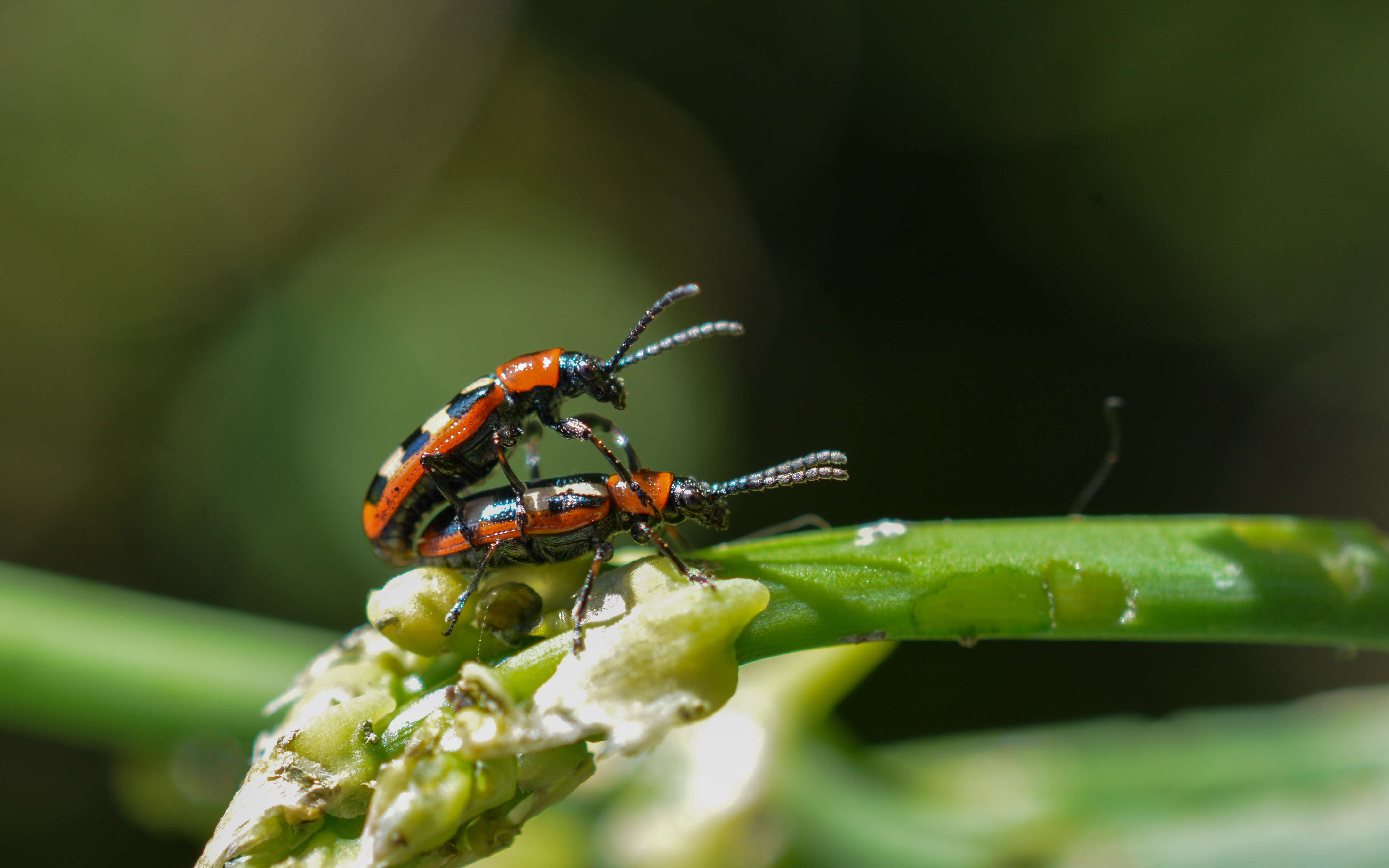 Image of Common asparagus beetle