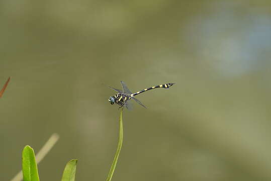 صورة Ictinogomphus rapax (Rambur 1842)