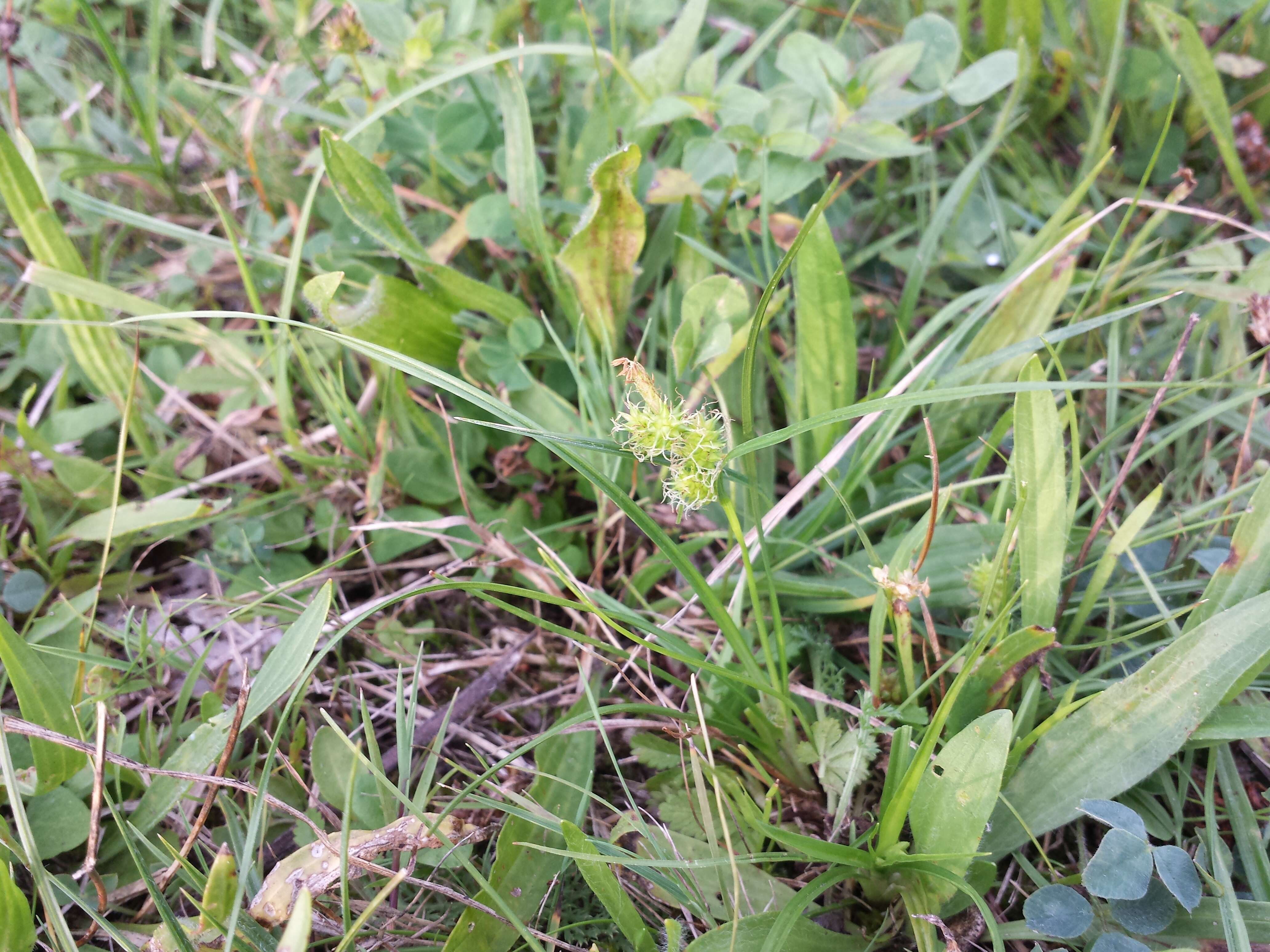 Image of Carex viridula