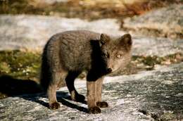 Image of Arctic Fox