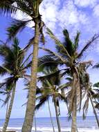 Image of coconut palm