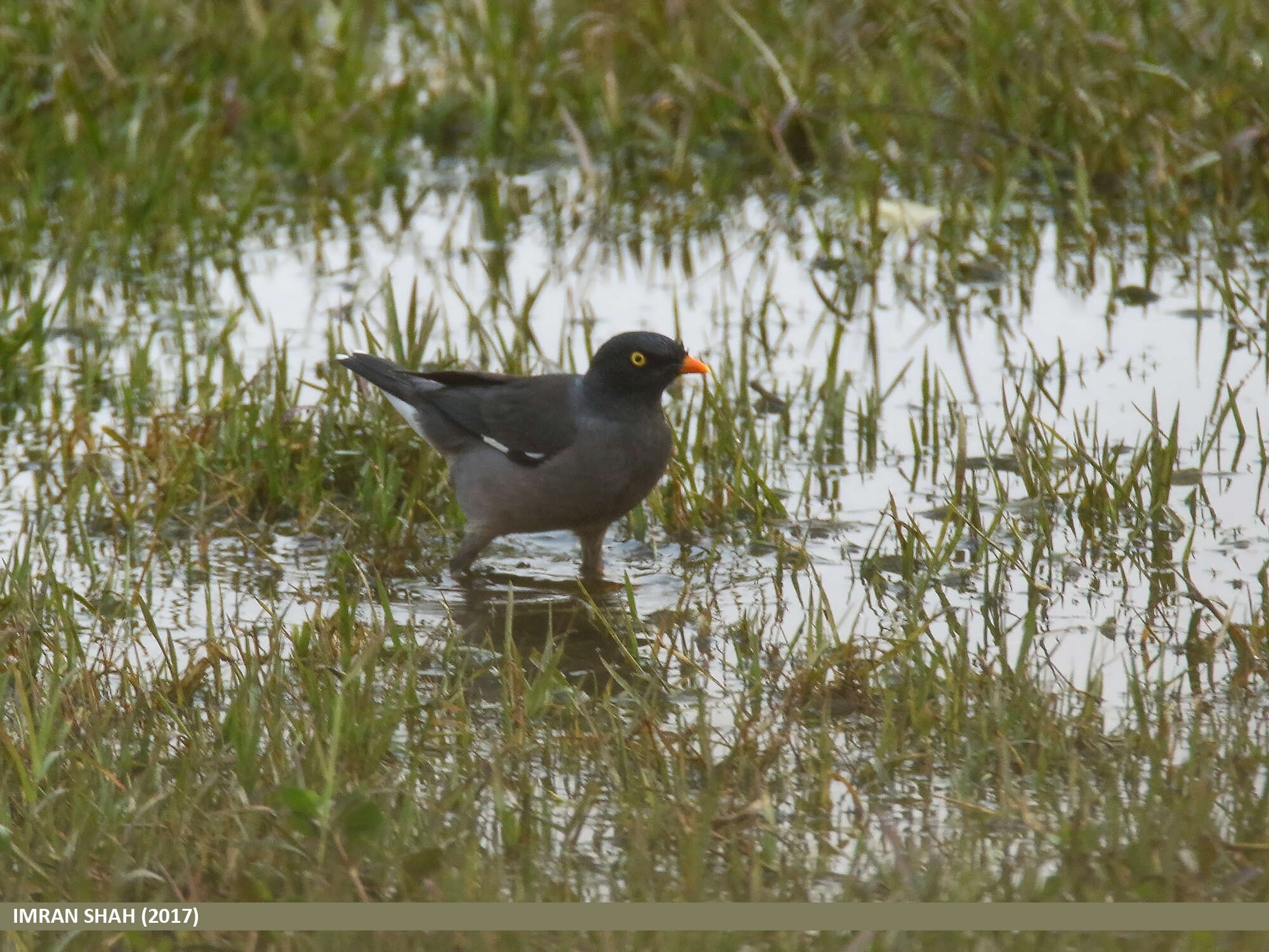 Image of Jungle Myna