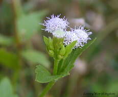 Imagem de Ageratum conyzoides L.