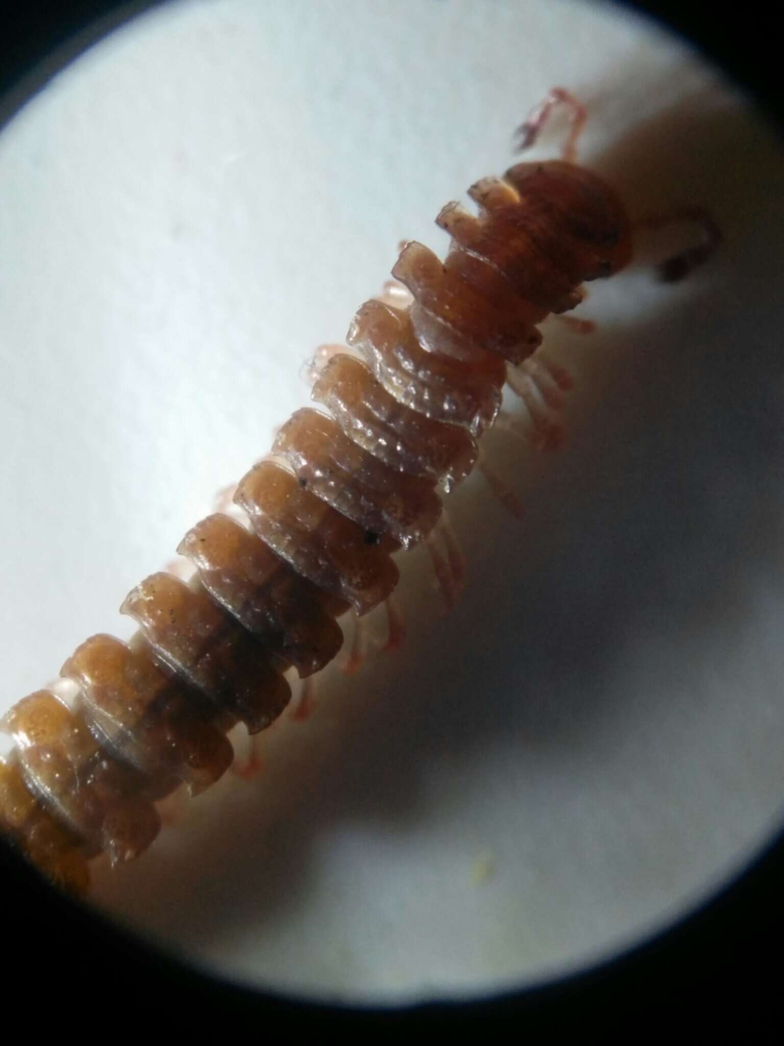 Image of Flat-backed millipede