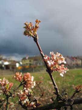 Image of Viburnum × bodnantense