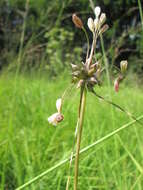 Image de Ail des jardins