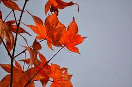 Image of Japanese maple