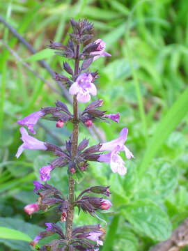 Image of Clinopodium serpyllifolium subsp. fruticosum (L.) Bräuchler