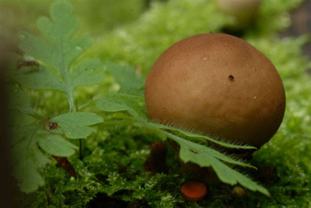 Imagem de Lycoperdon pyriforme Schaeff. 1774