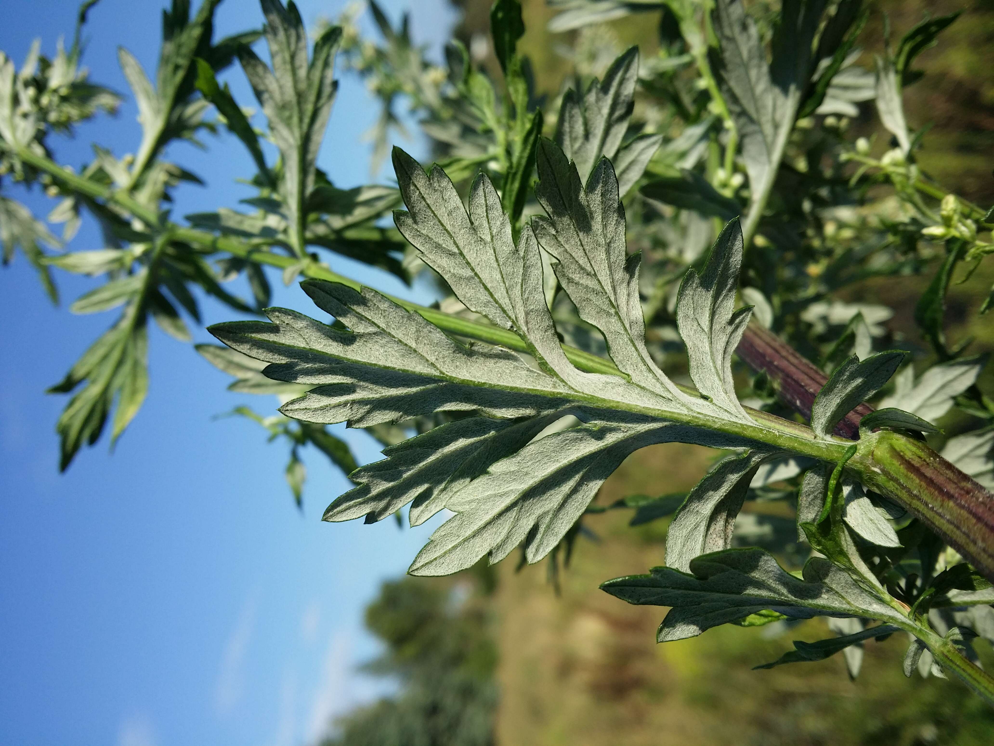 Image of common wormwood