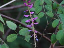 Plancia ëd Indigofera cassioides DC.