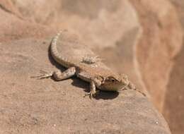 Image of common side-blotched lizard