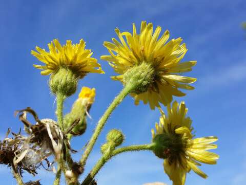 Image of marsh sow-thistle