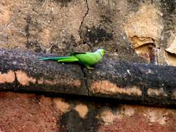 Image of Ring-necked Parakeet