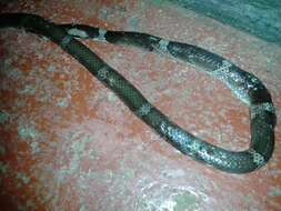 Image of Common Wolf Snake