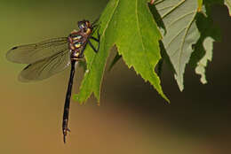 Image of Clamp-tipped Emerald