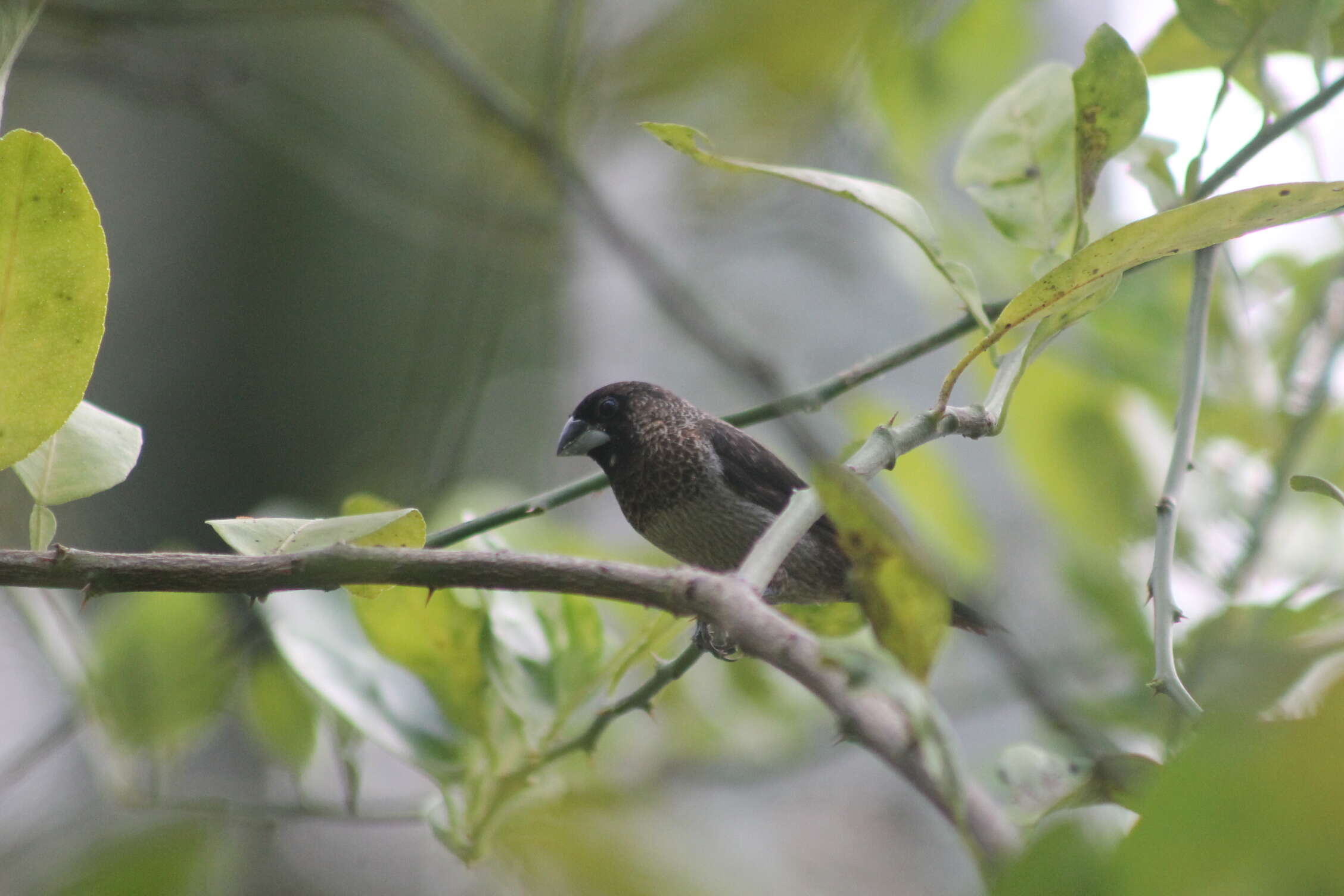 Image of White-rumped Munia